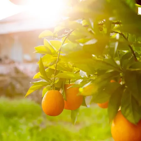 Tatil Evi Casalinho In Portugal - Tomar